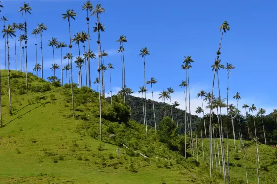 Quindio